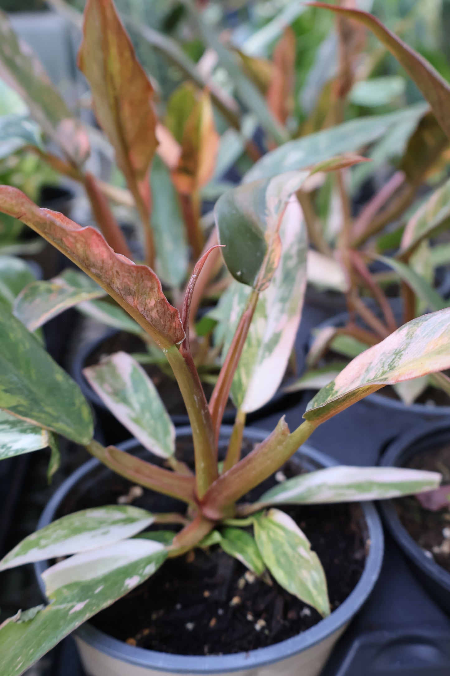 4.5" PHILODENDRON CARAMEL MARBLE