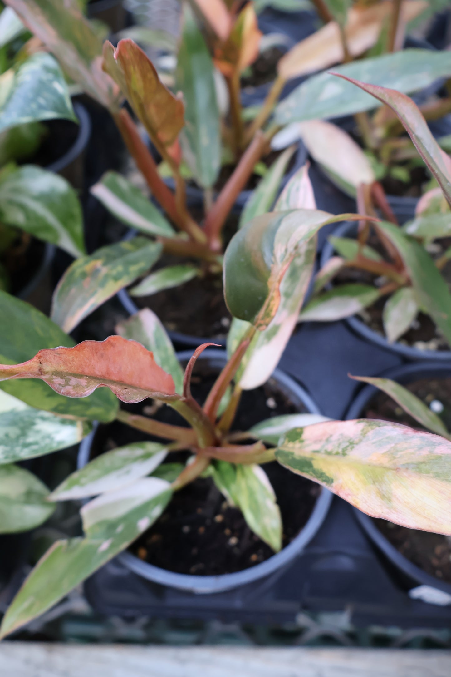 4.5" PHILODENDRON CARAMEL MARBLE