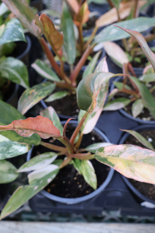 4.5" PHILODENDRON CARAMEL MARBLE