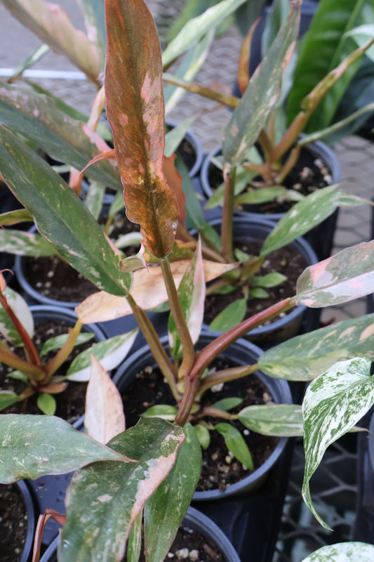 4.5" PHILODENDRON CARAMEL MARBLE