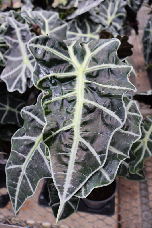 5" ALOCASIA AMAZONICA