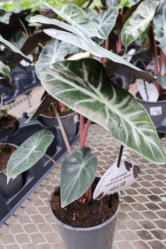 5" ALOCASIA PINK PRINCESS
