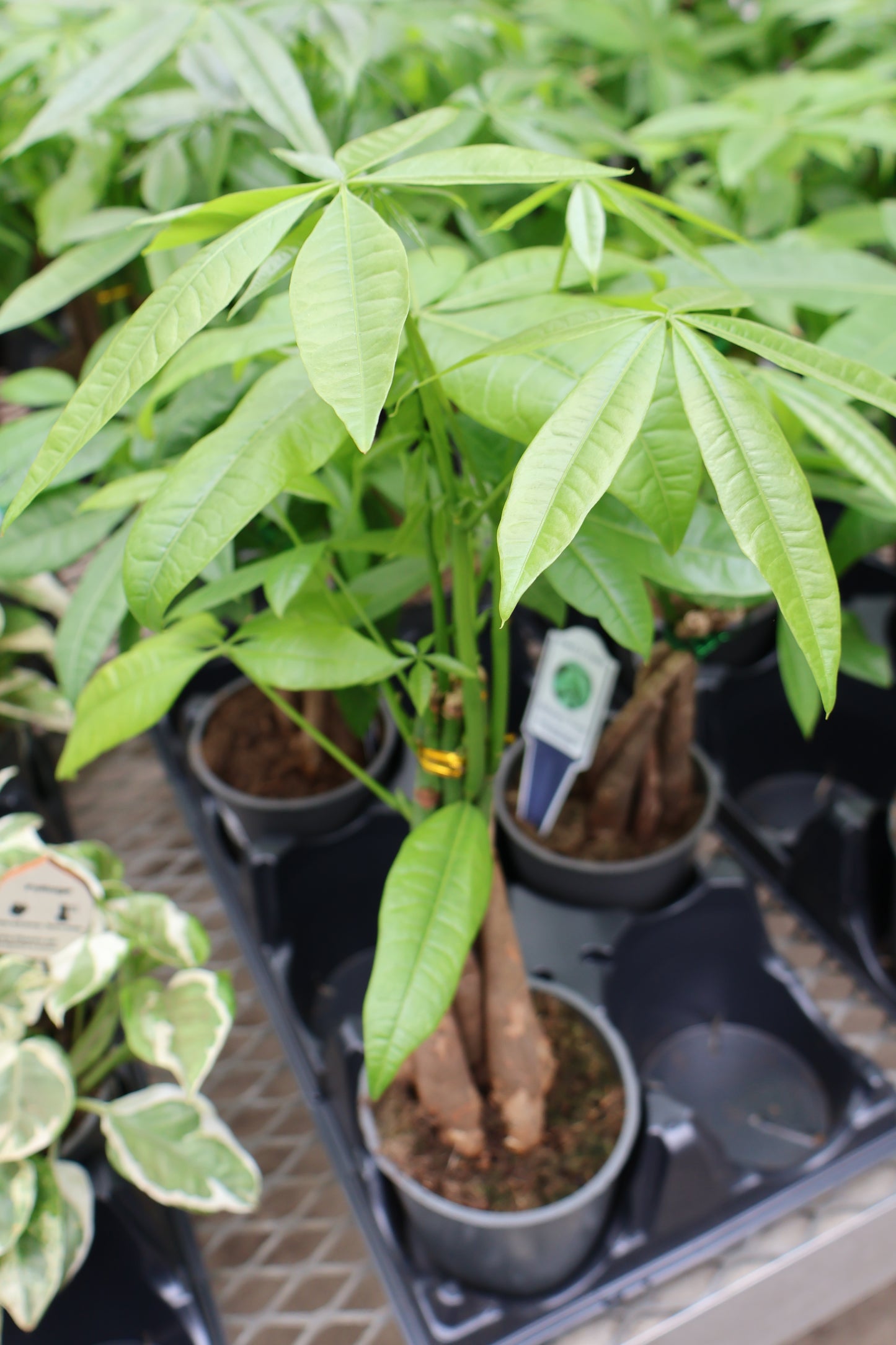 5" MONEY TREE BRAID
