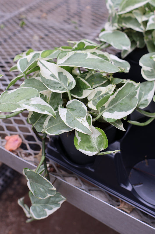 5" POTHOS PEARLS N JADE
