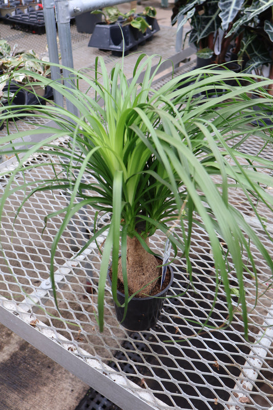5" PONYTAIL PALM