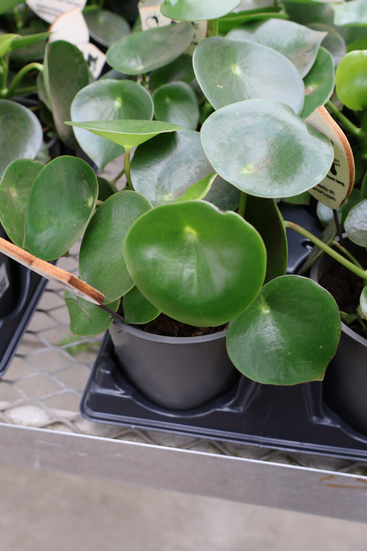 5" PEPEROMIA RAINDROP