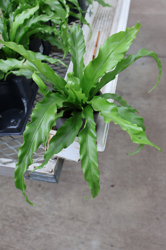 5" BIRDSNEST FERN