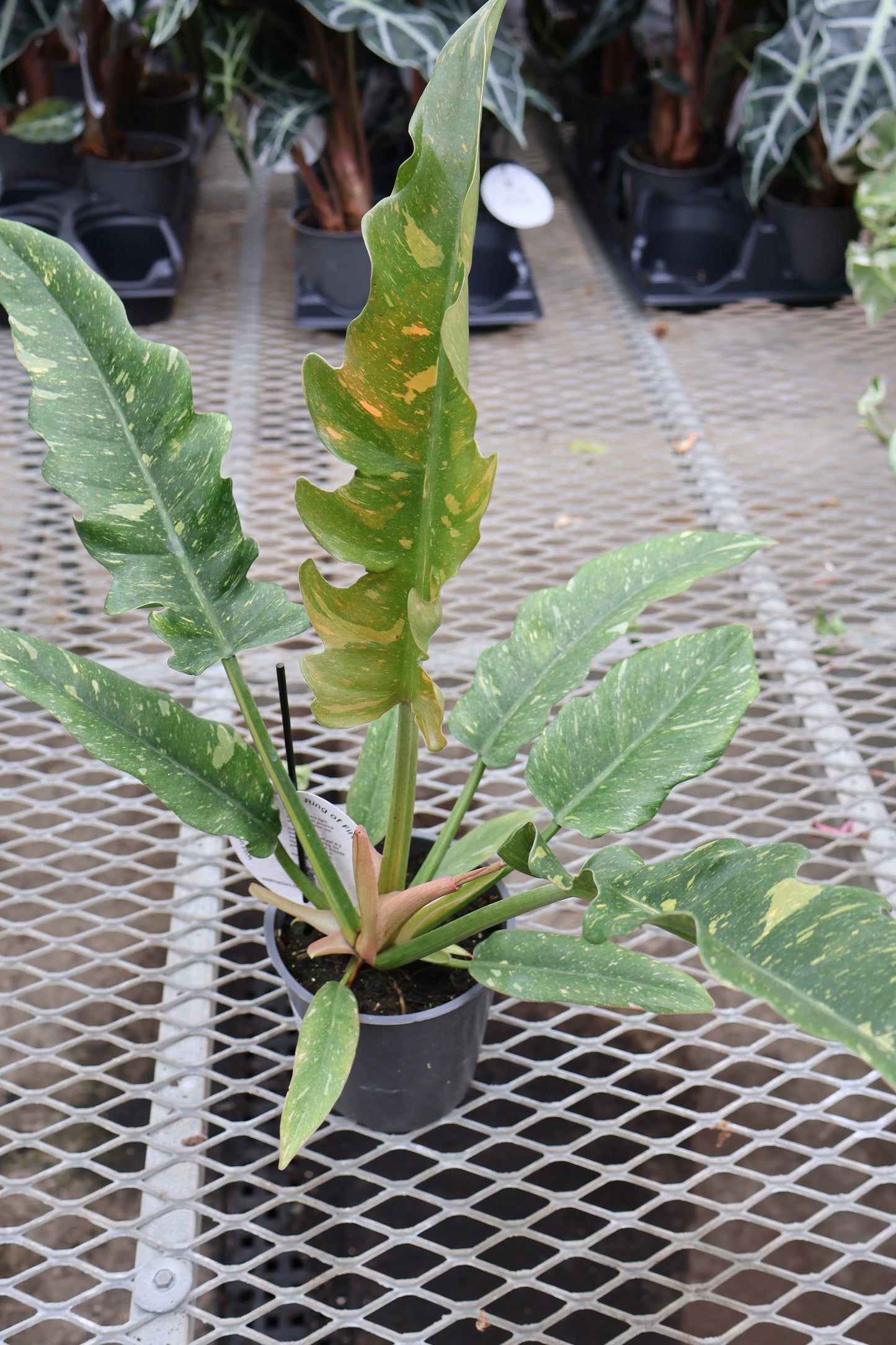 5" PHILODENDRON RING OF FIRE