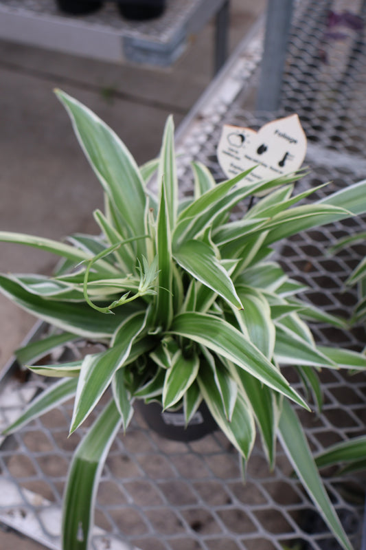 5" SPIDER PLANT