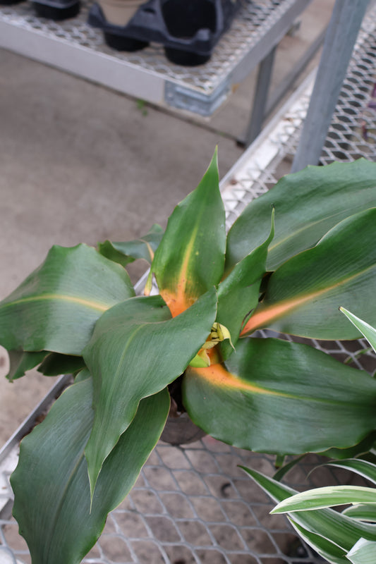 5" CHLOROPHYTUM GREEN-ORANGE