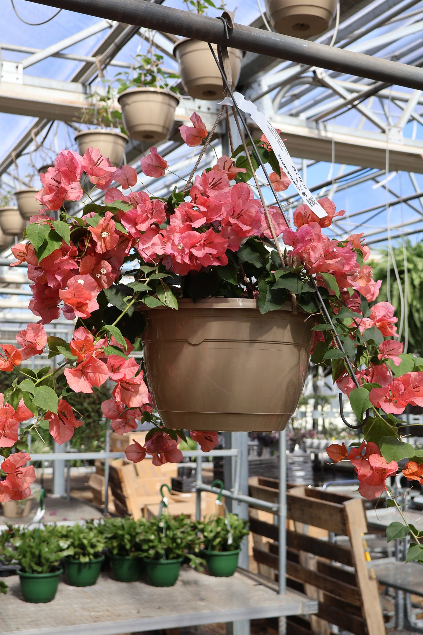 10" HB BOUGANVILLEA