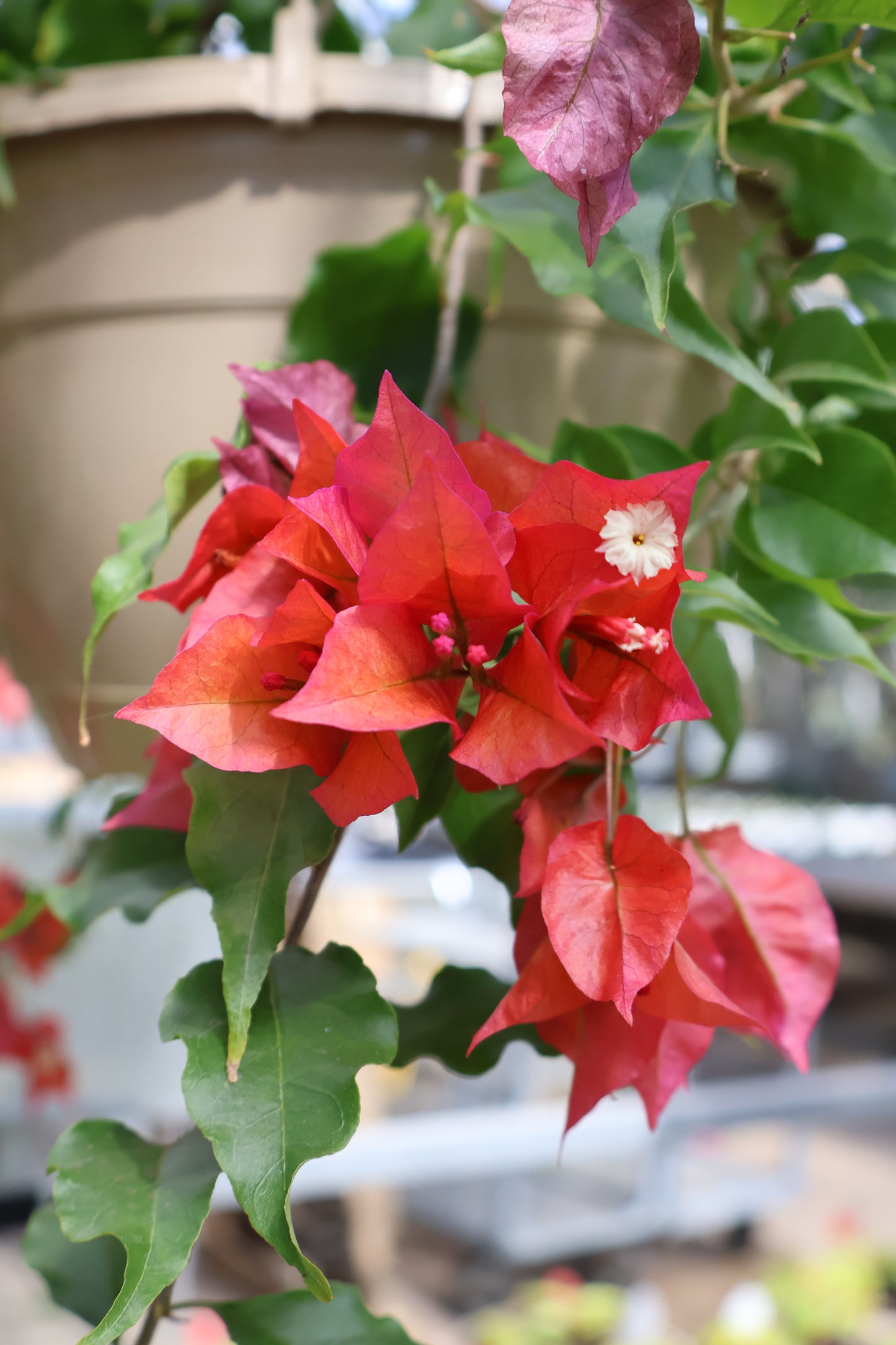 10" HB BOUGANVILLEA