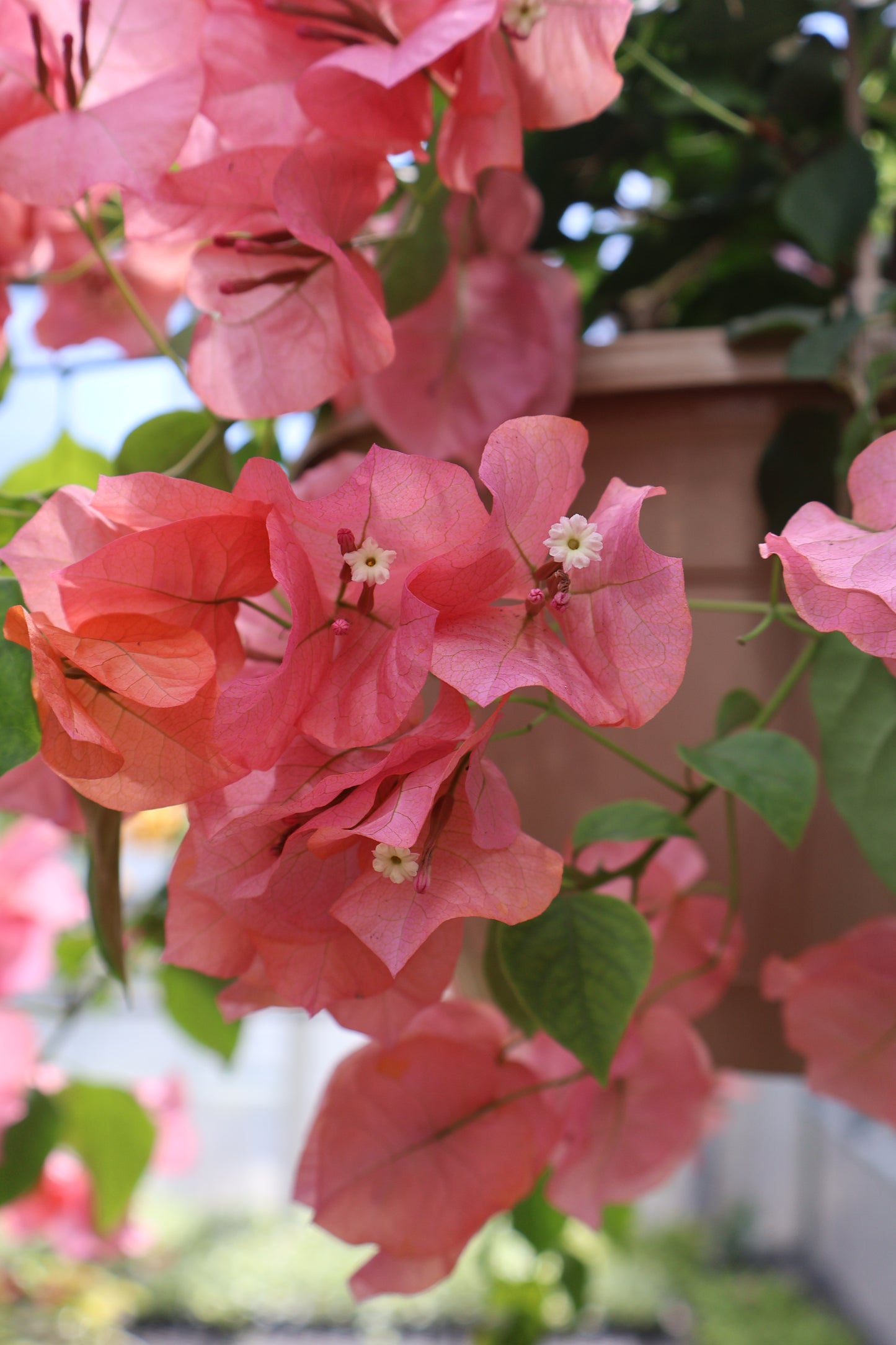10" HB BOUGANVILLEA