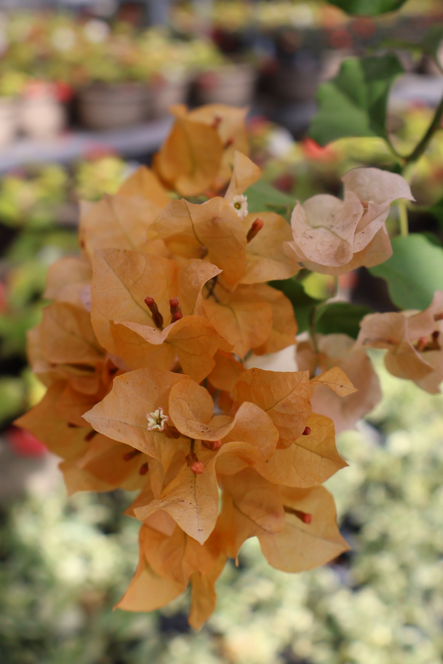 10" HB BOUGANVILLEA