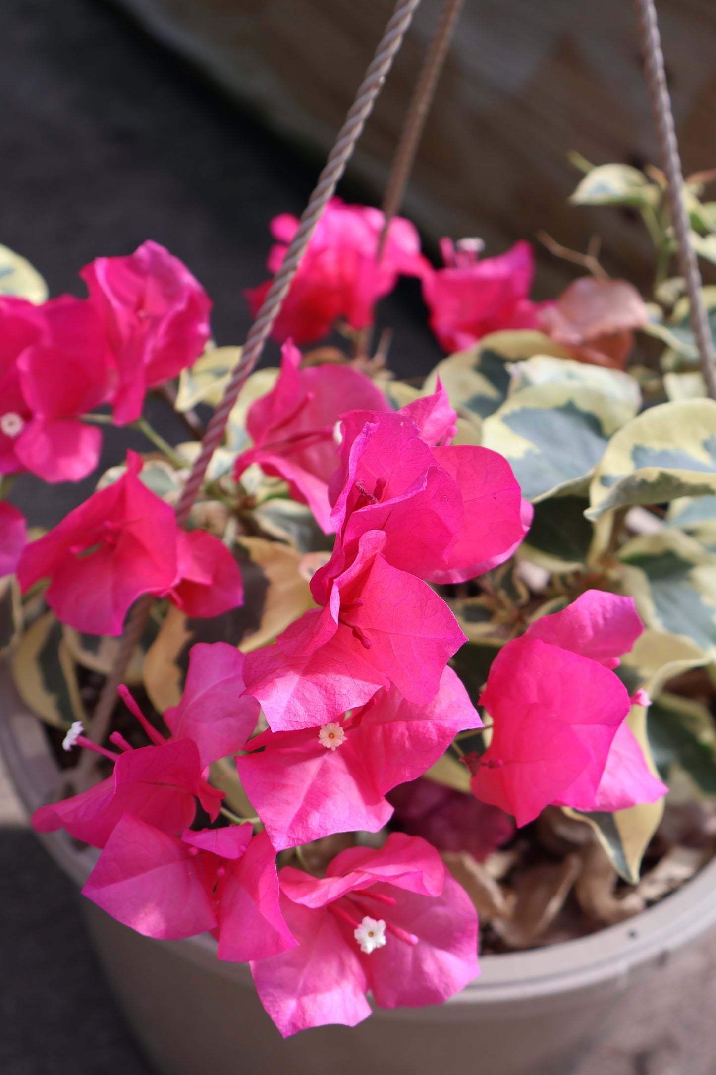 10" HB BOUGANVILLEA