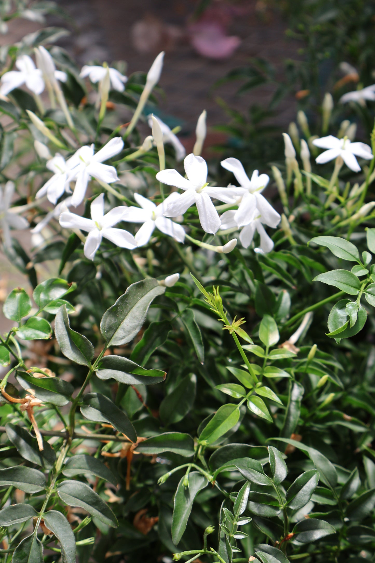 6" JASMINE PINK