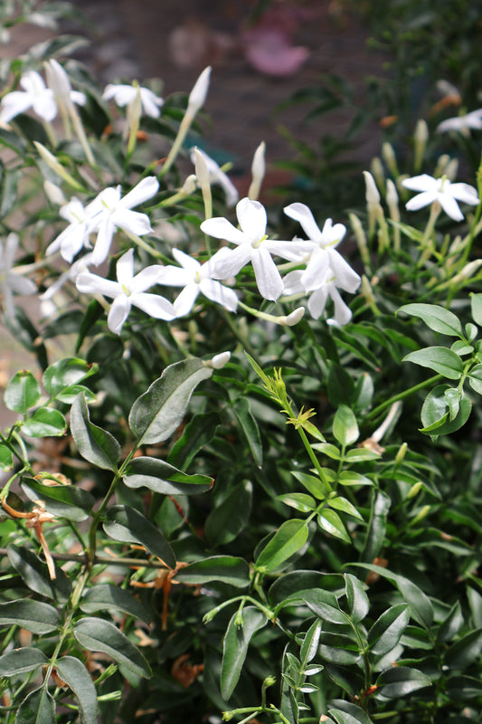 6" JASMINE PINK