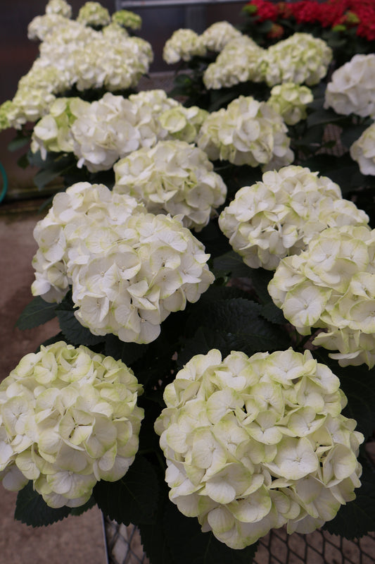 6" HYDRANGEA