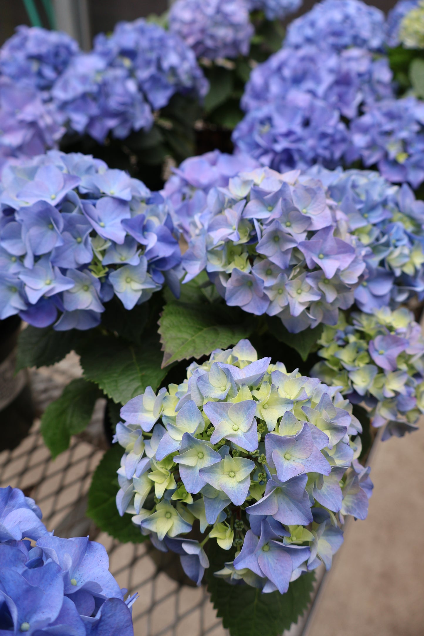 6" HYDRANGEA