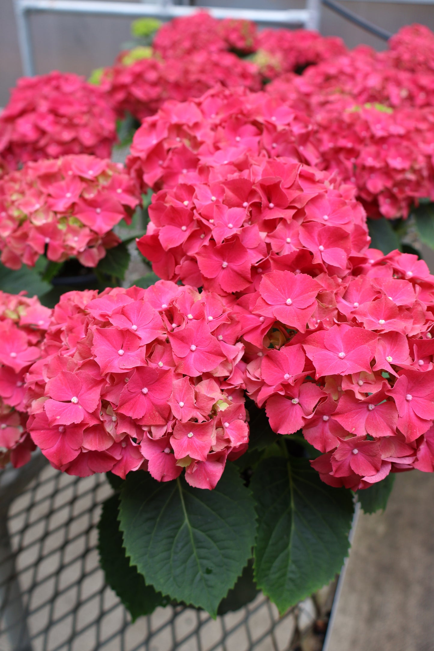 6" HYDRANGEA