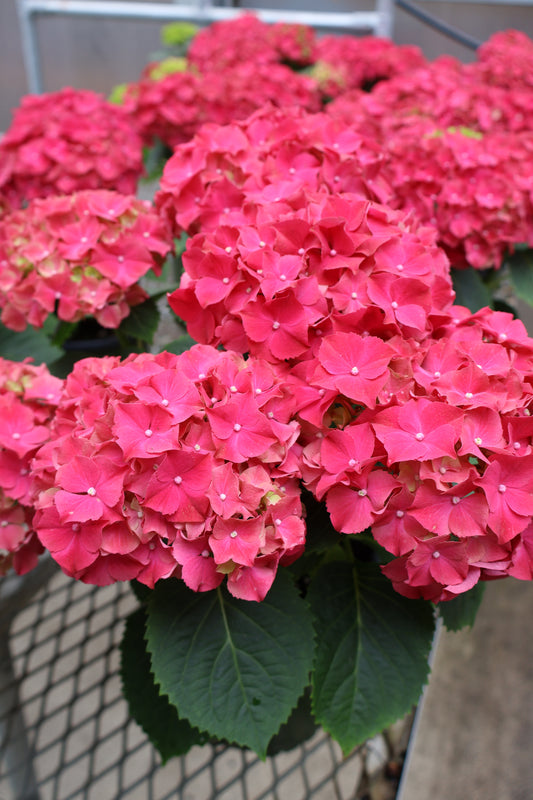 6" HYDRANGEA