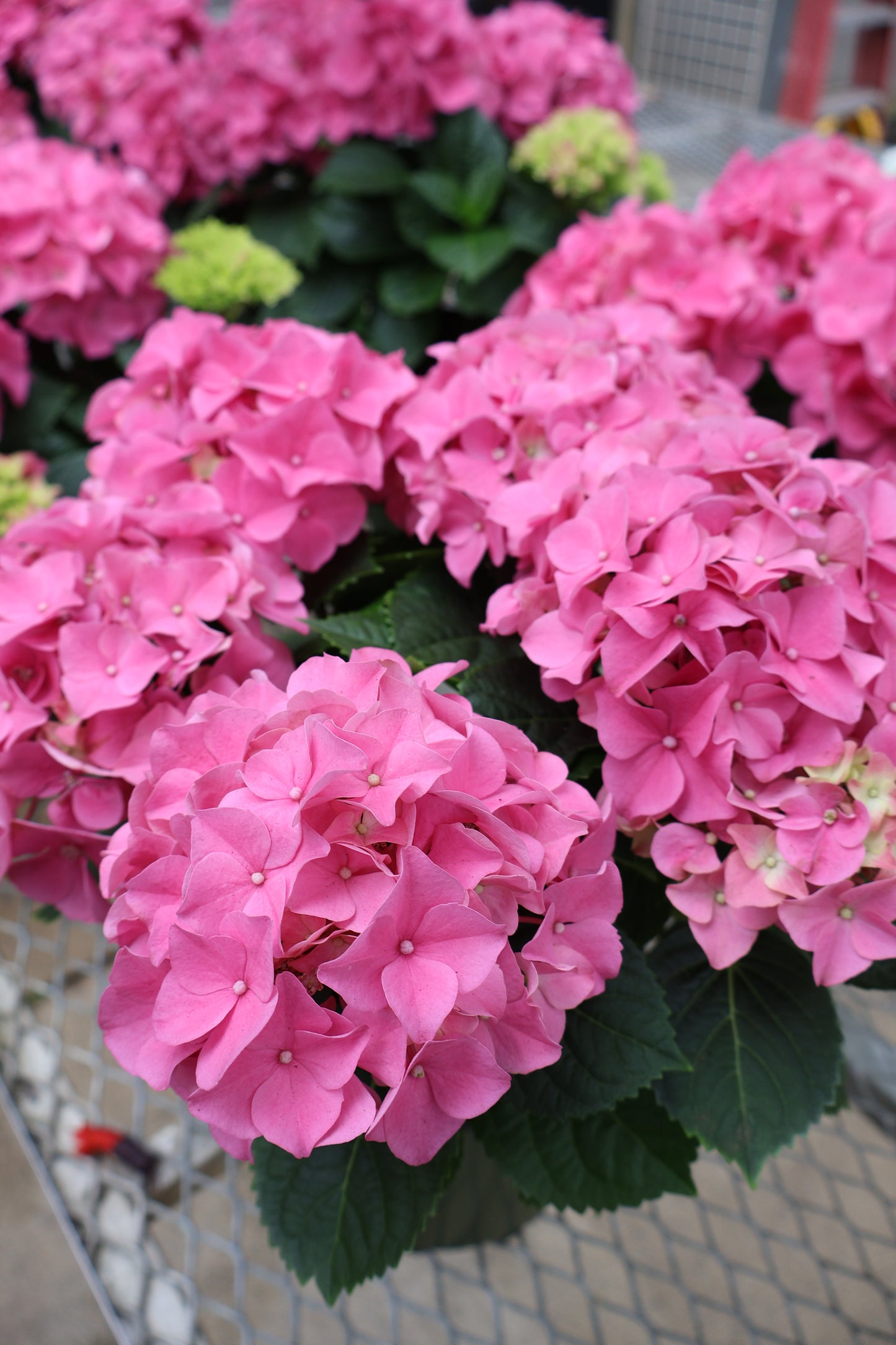 6" HYDRANGEA