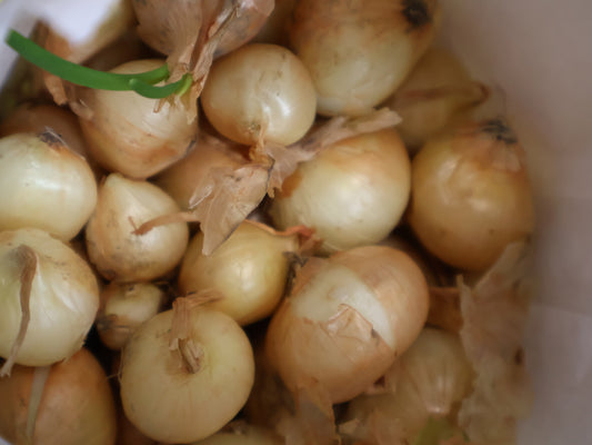 Onion Sets -Sweet- 1lb.