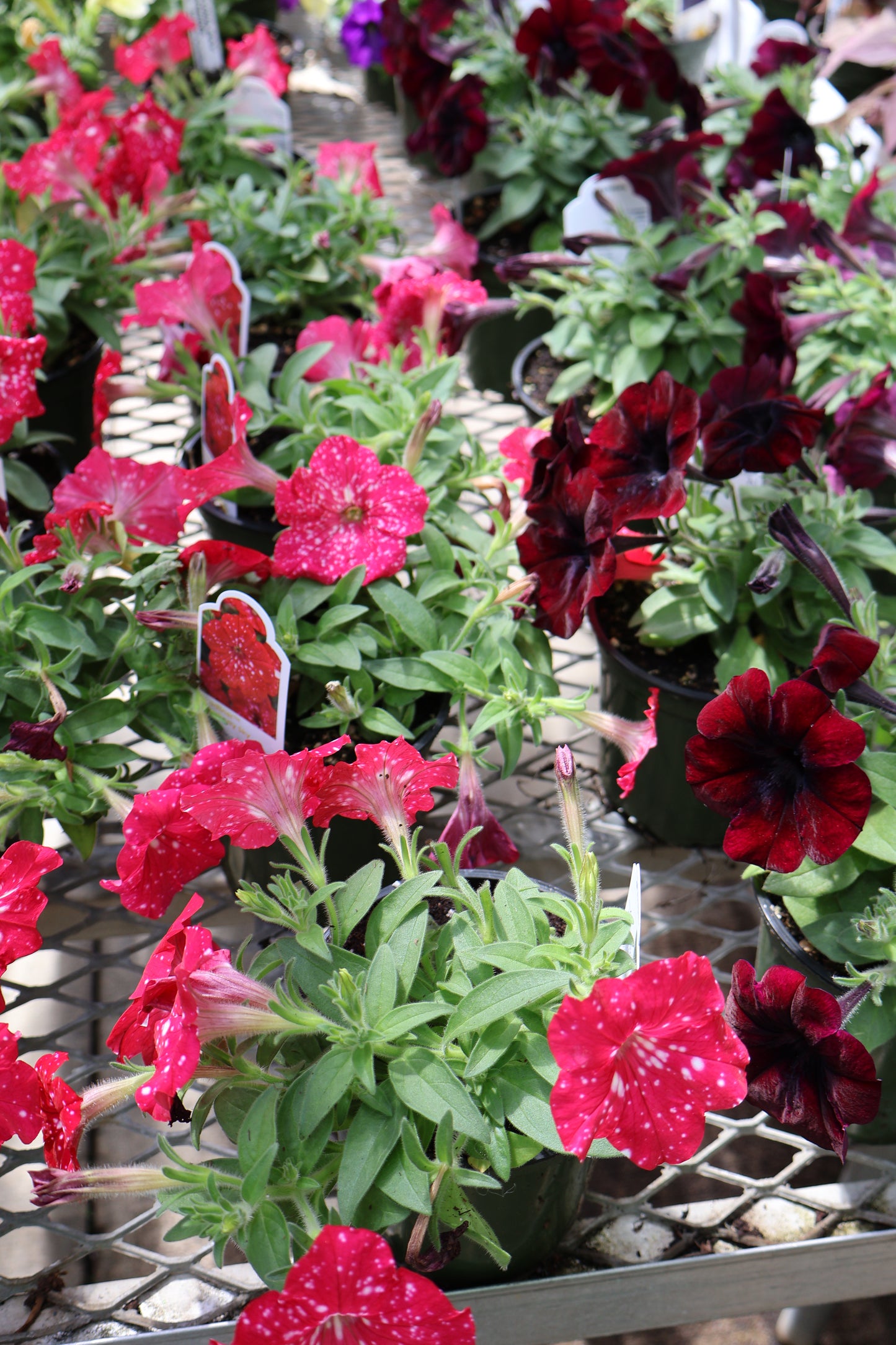 4.5" GREEN POT ANNUALS
