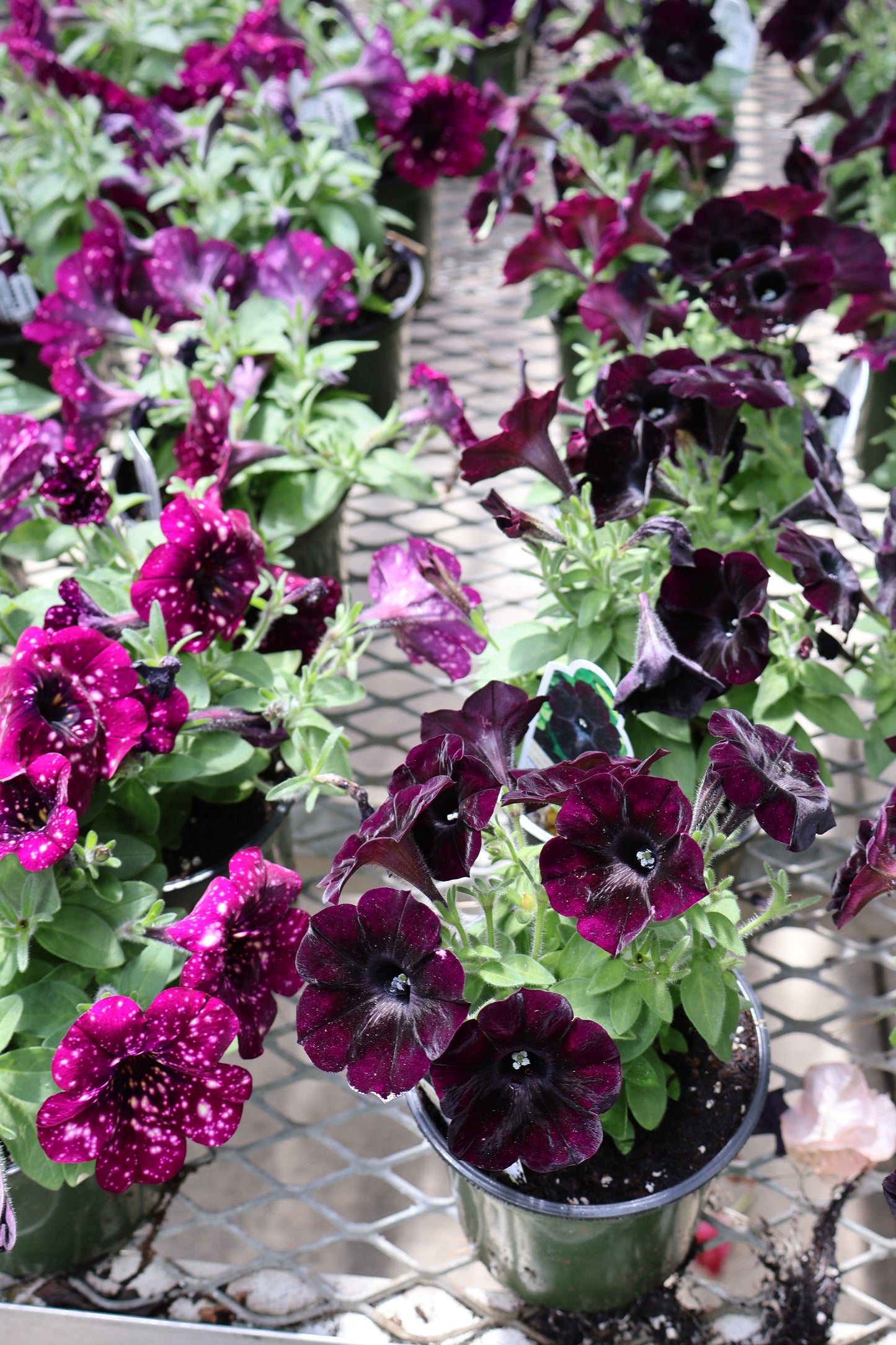 4.5" GREEN POT ANNUALS