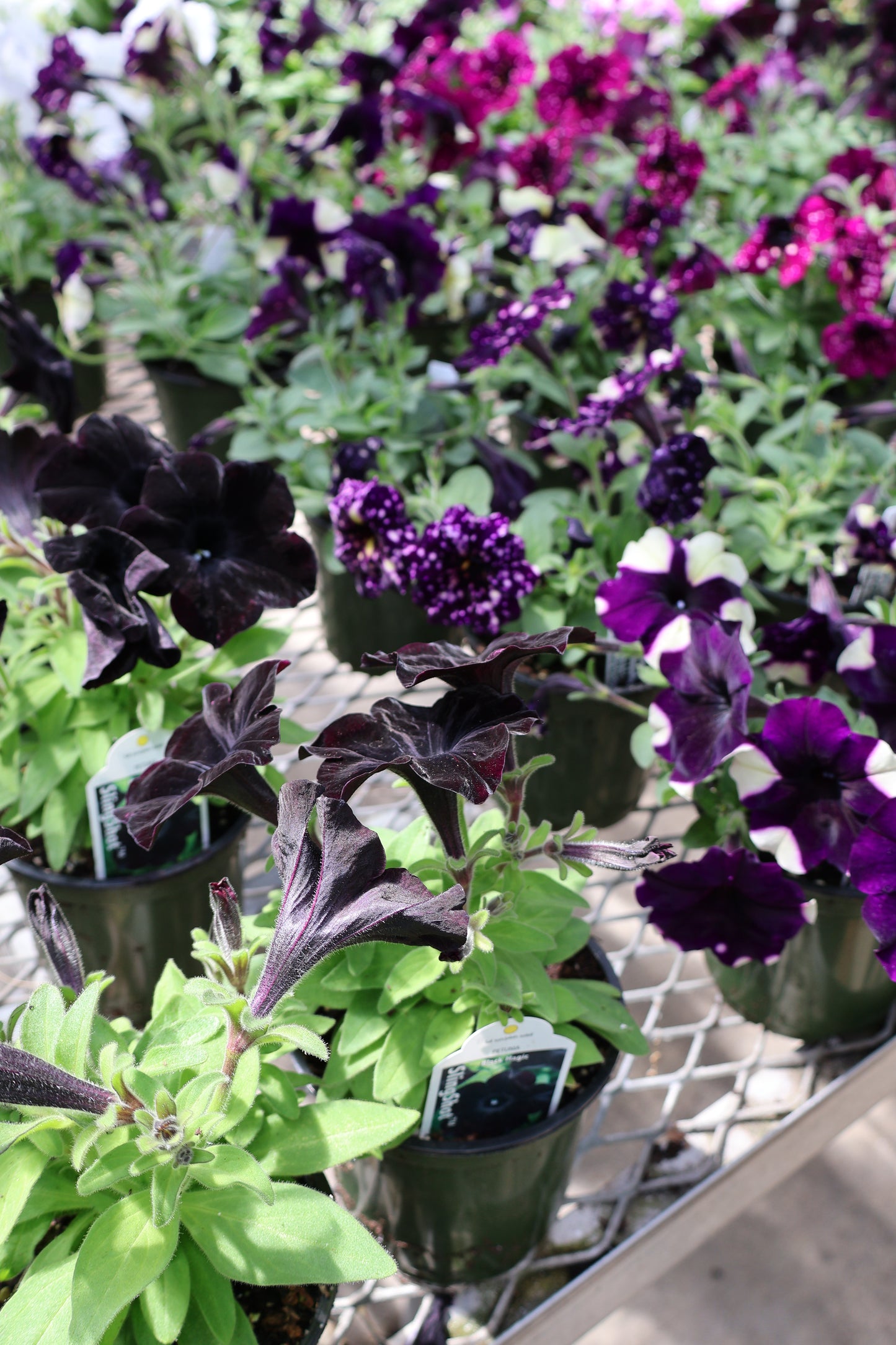 4.5" GREEN POT ANNUALS