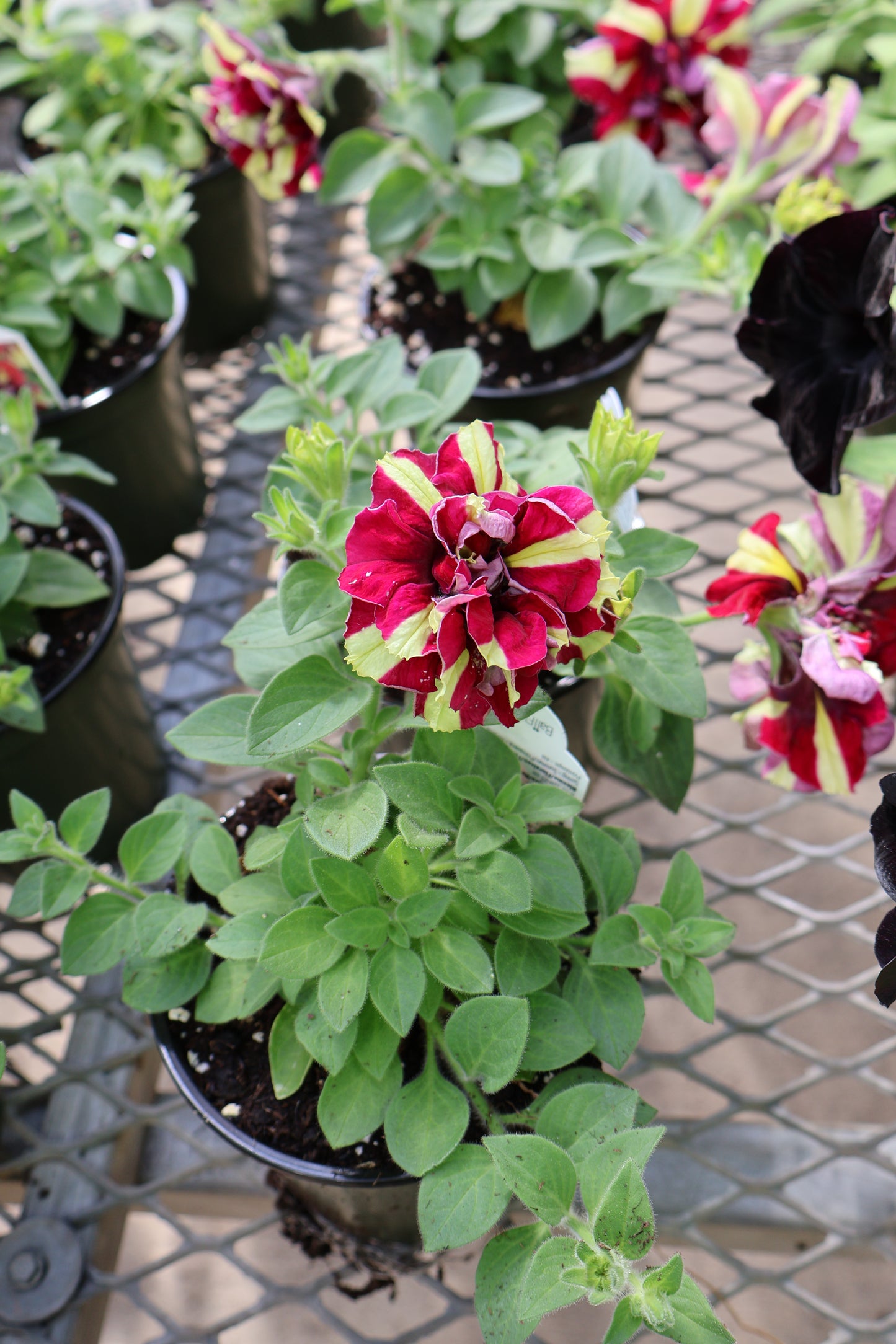 4.5" GREEN POT ANNUALS