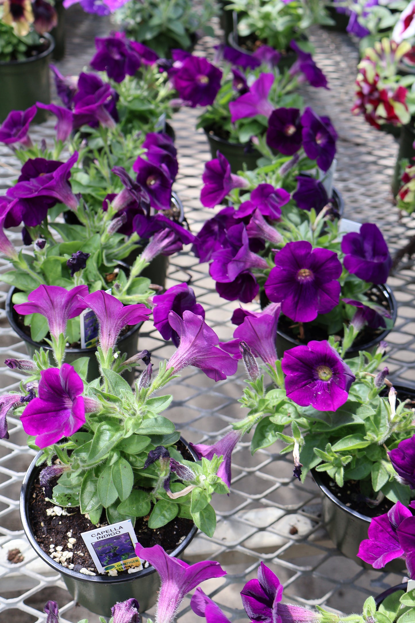 4.5" GREEN POT ANNUALS