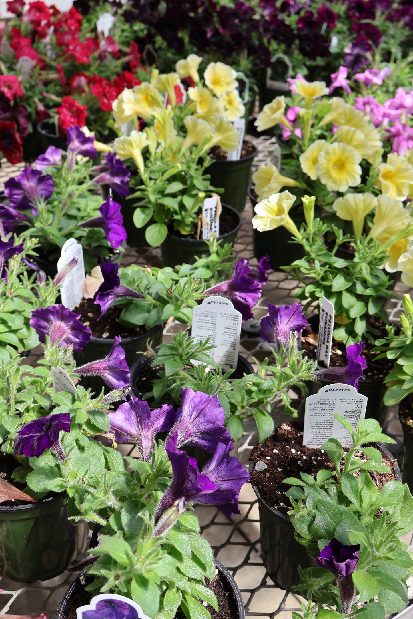 4.5" GREEN POT ANNUALS