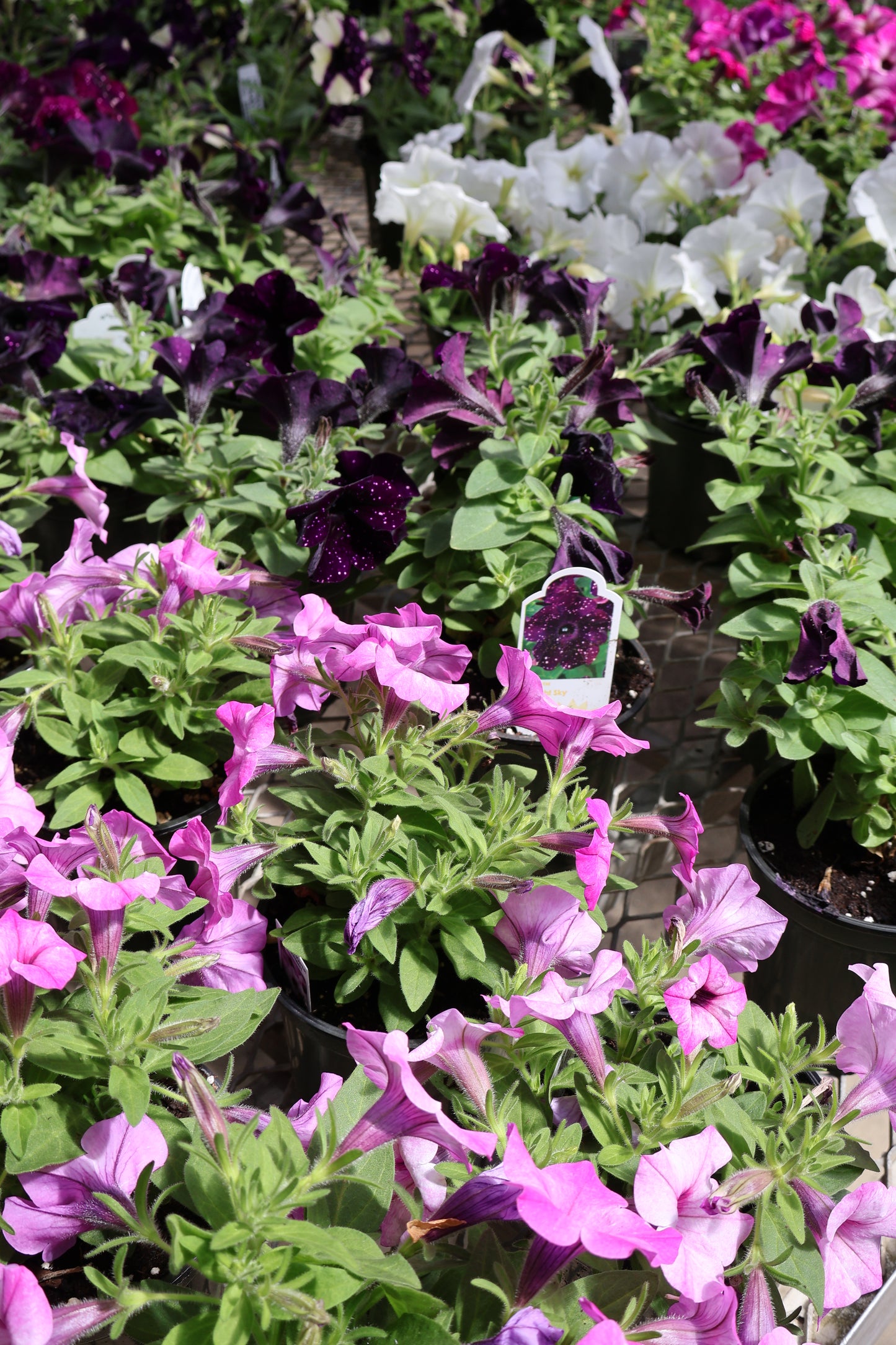 4.5" GREEN POT ANNUALS