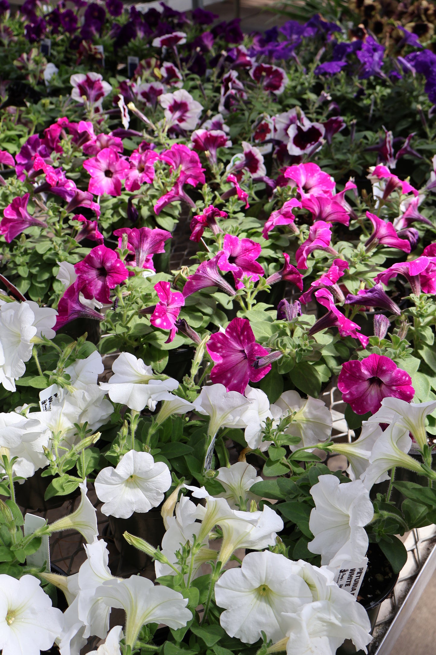 4.5" GREEN POT ANNUALS