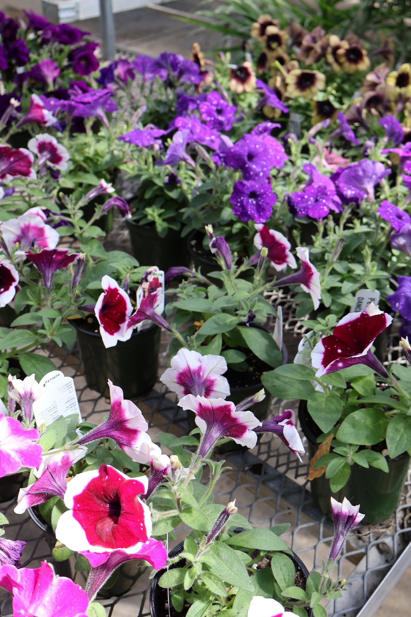 4.5" GREEN POT ANNUALS