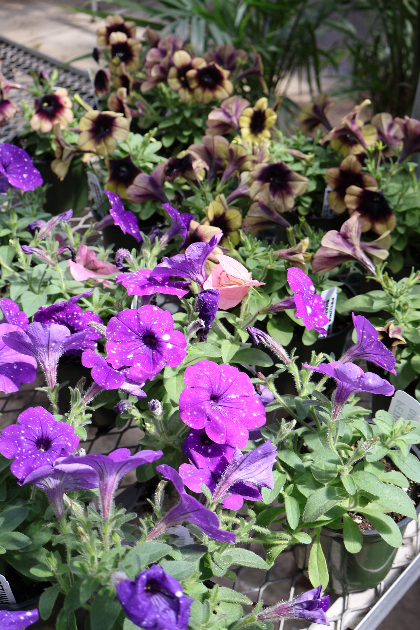 4.5" GREEN POT ANNUALS