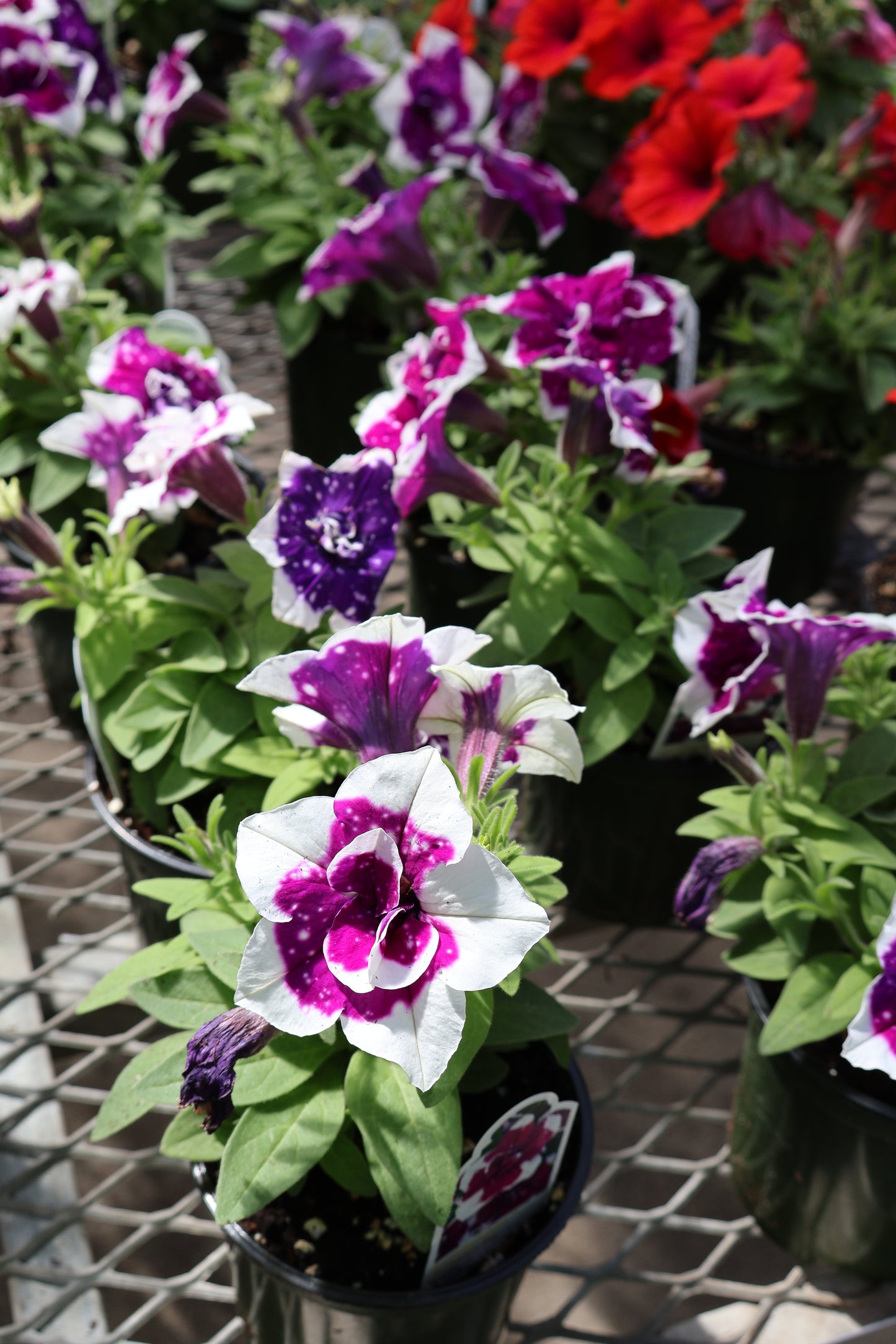 4.5" GREEN POT ANNUALS