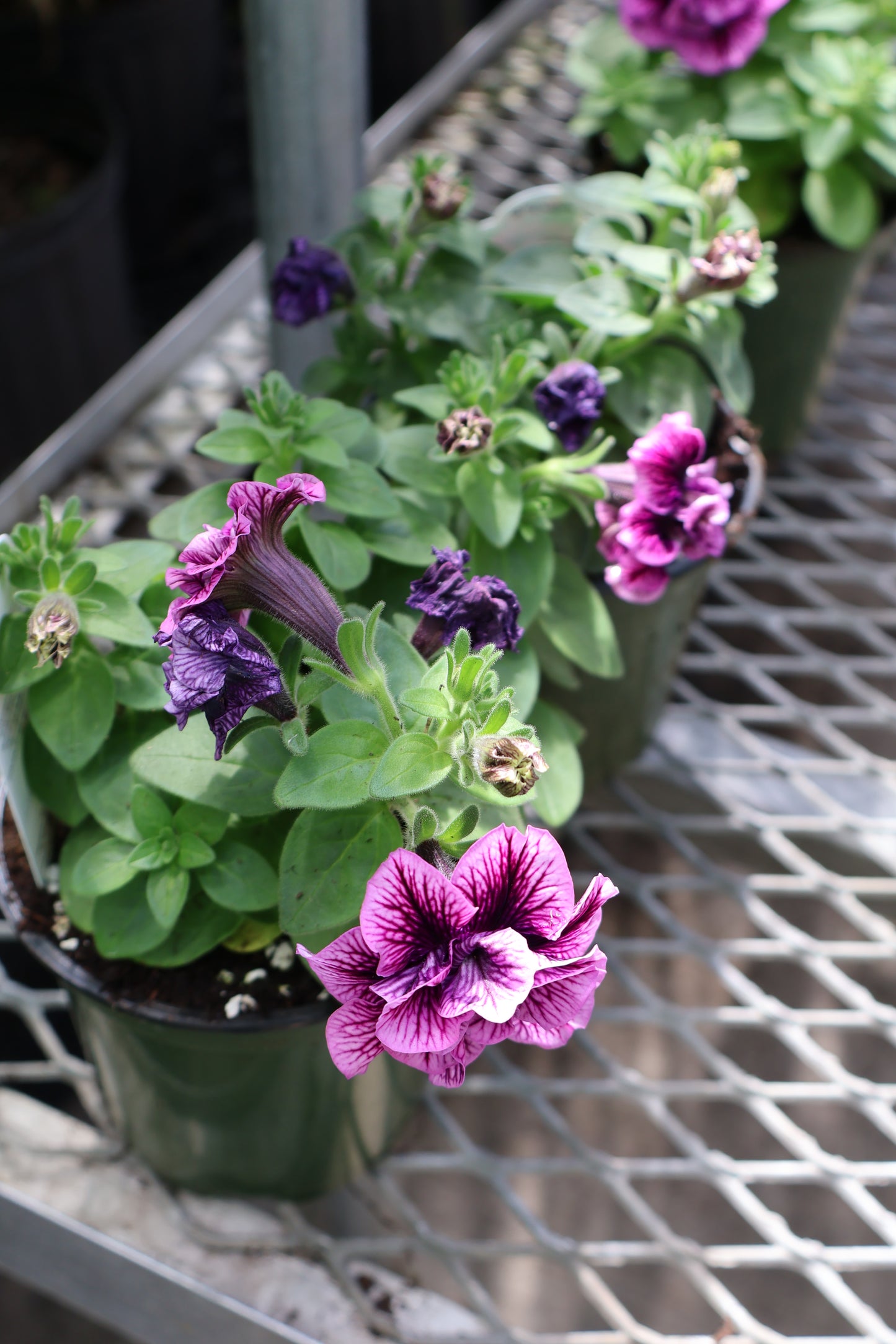 4.5" GREEN POT ANNUALS