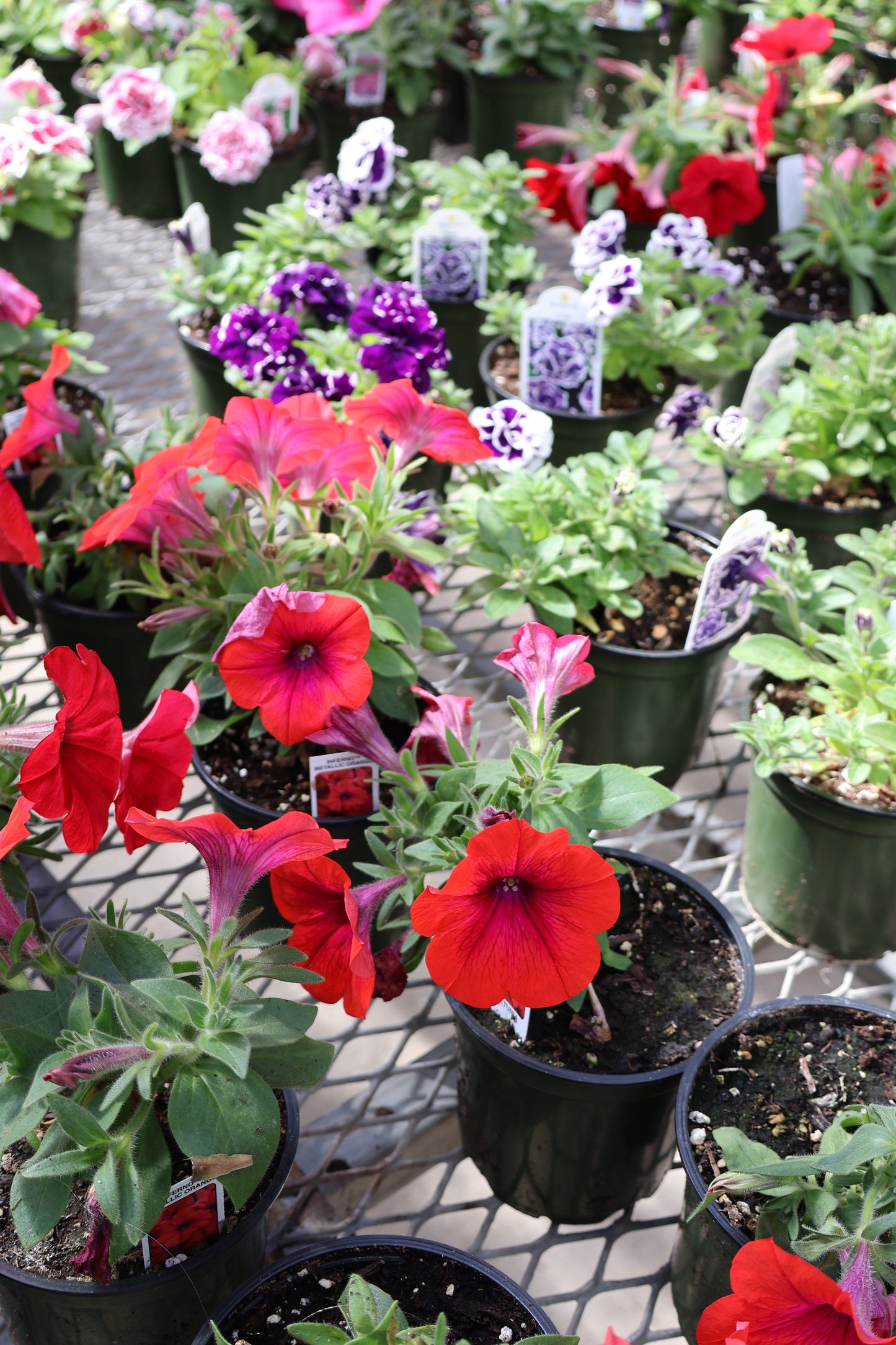 4.5" GREEN POT ANNUALS