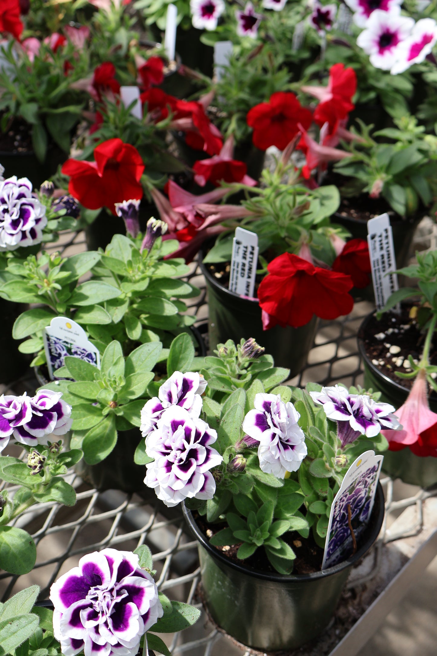 4.5" GREEN POT ANNUALS