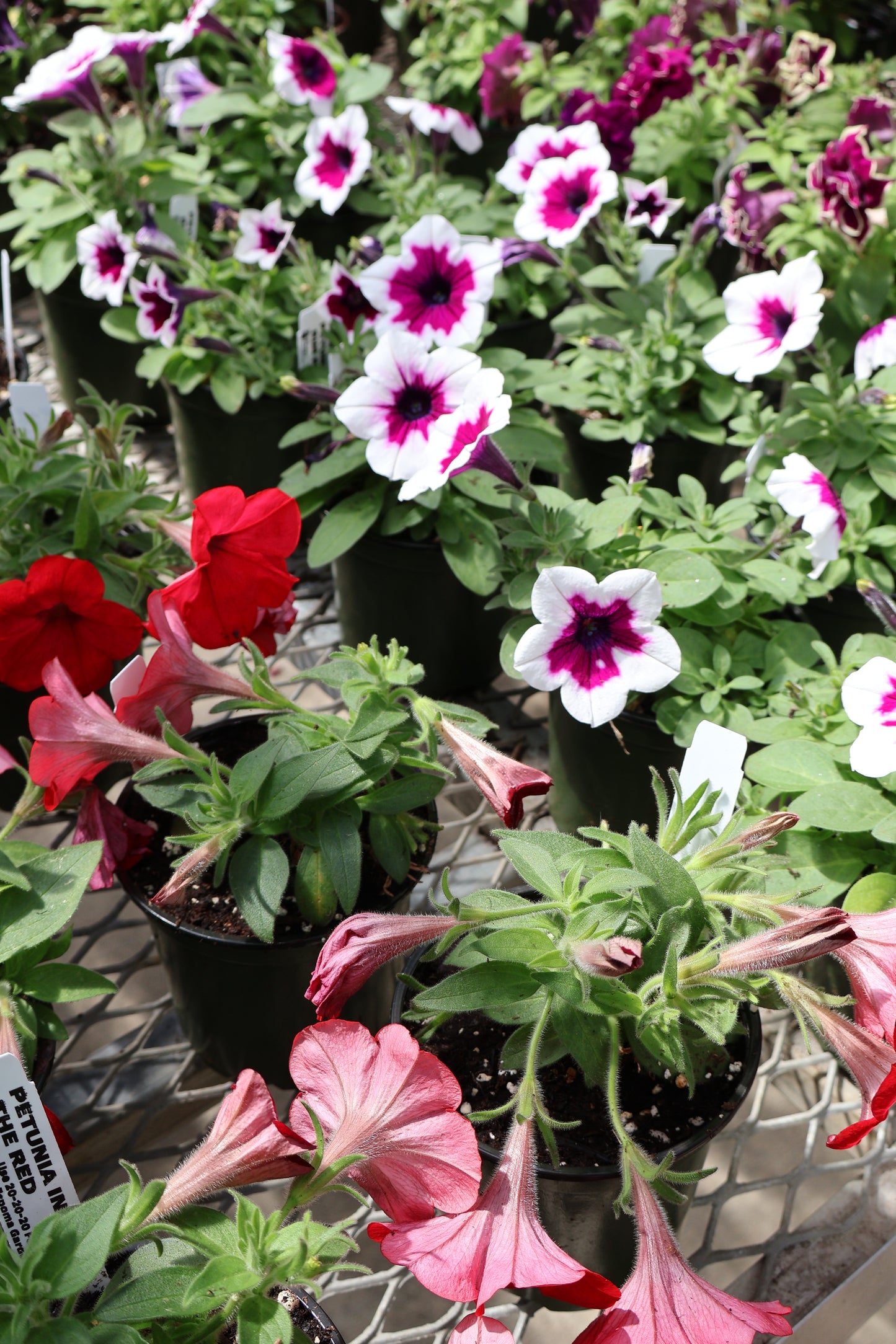 4.5" GREEN POT ANNUALS
