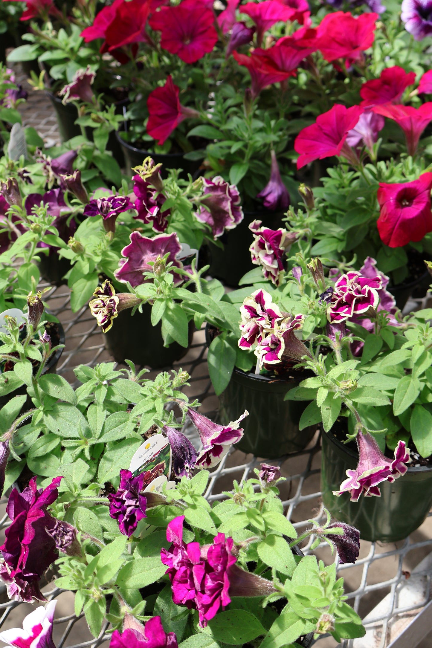 4.5" GREEN POT ANNUALS
