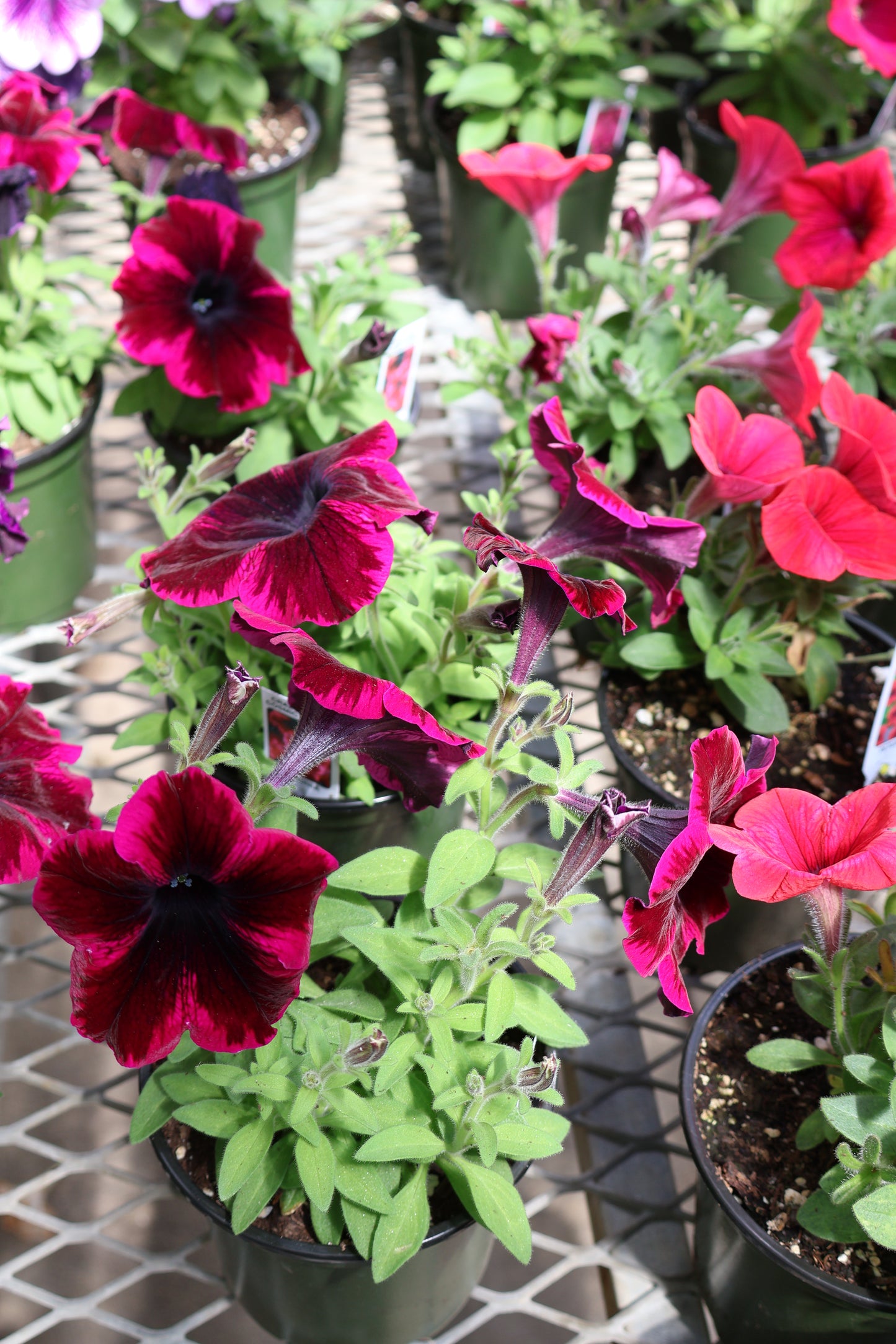 4.5" GREEN POT ANNUALS