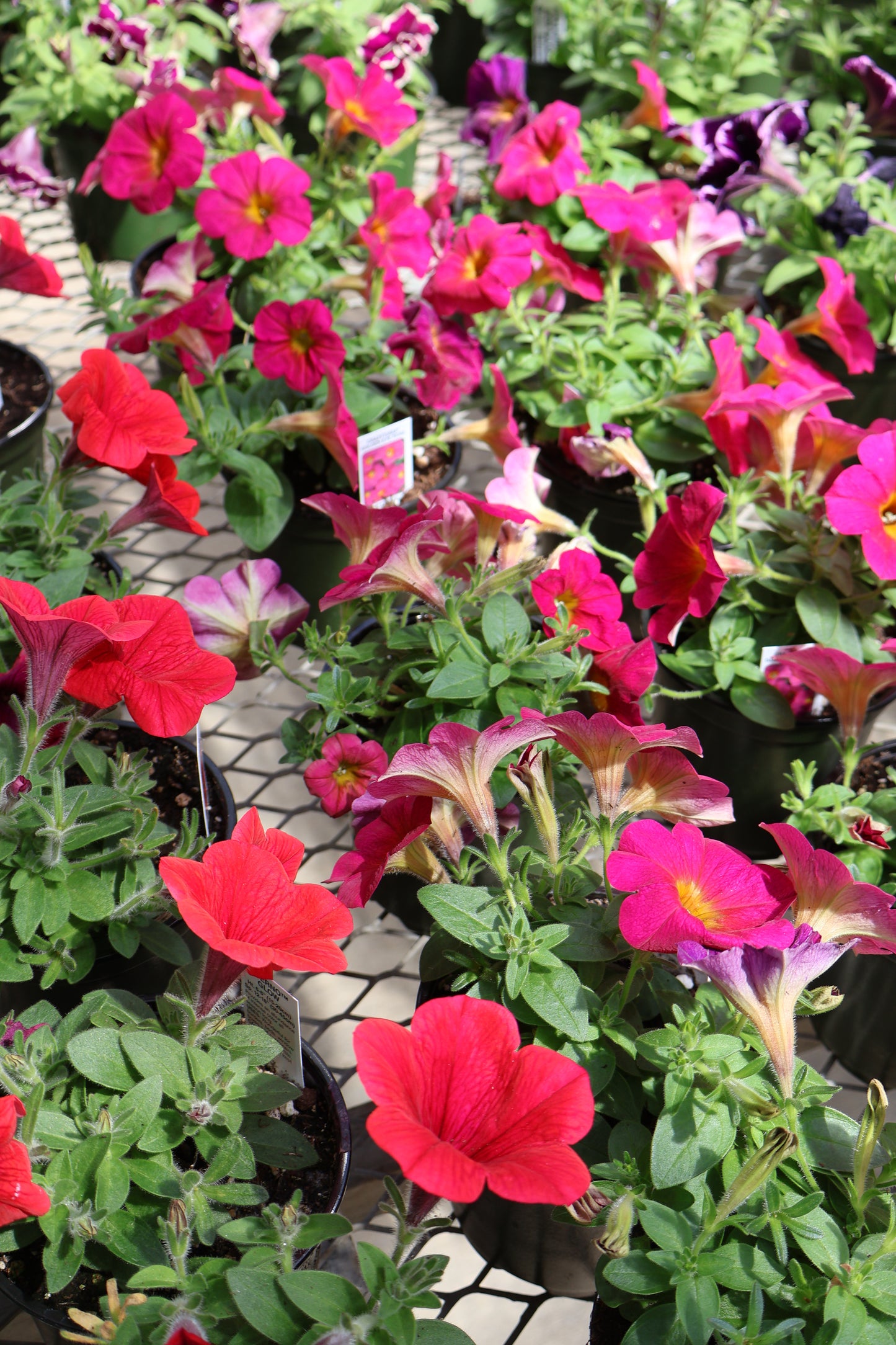 4.5" GREEN POT ANNUALS