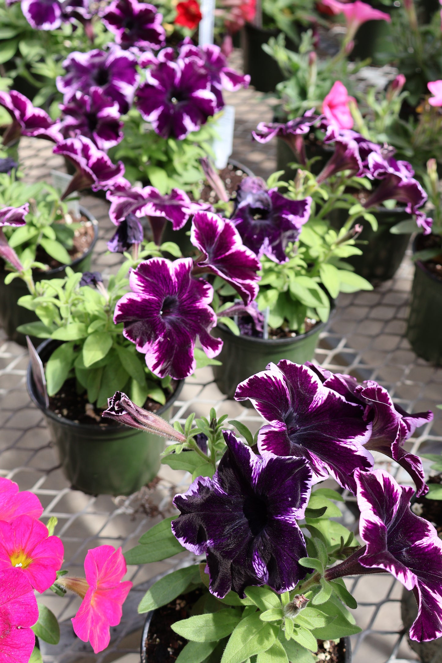 4.5" GREEN POT ANNUALS
