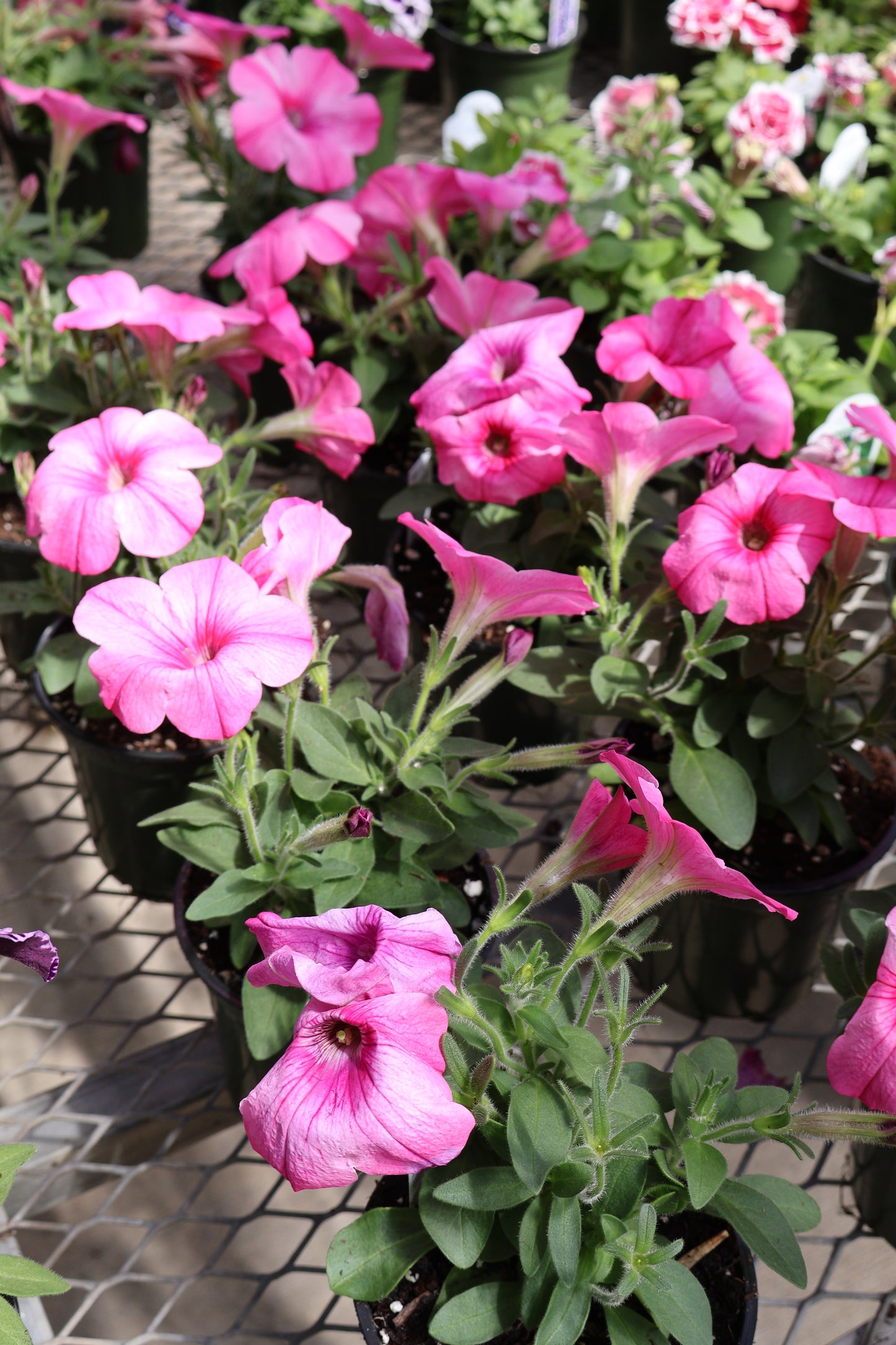 4.5" GREEN POT ANNUALS