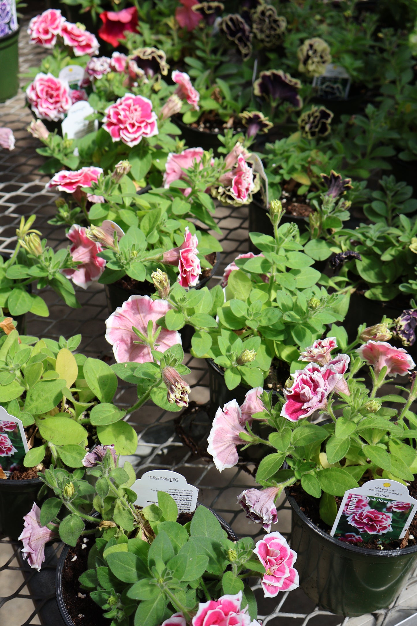 4.5" GREEN POT ANNUALS