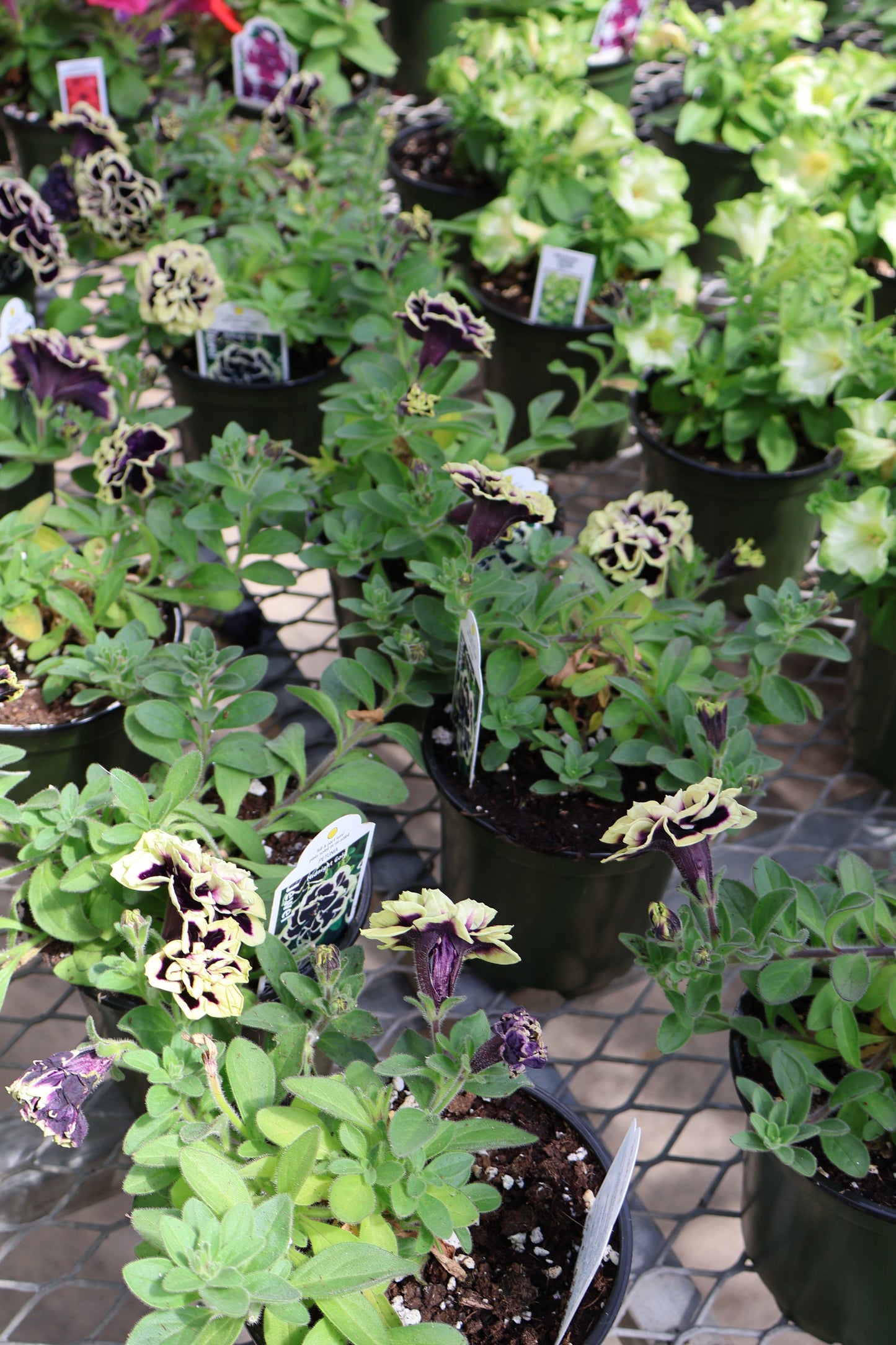 4.5" GREEN POT ANNUALS
