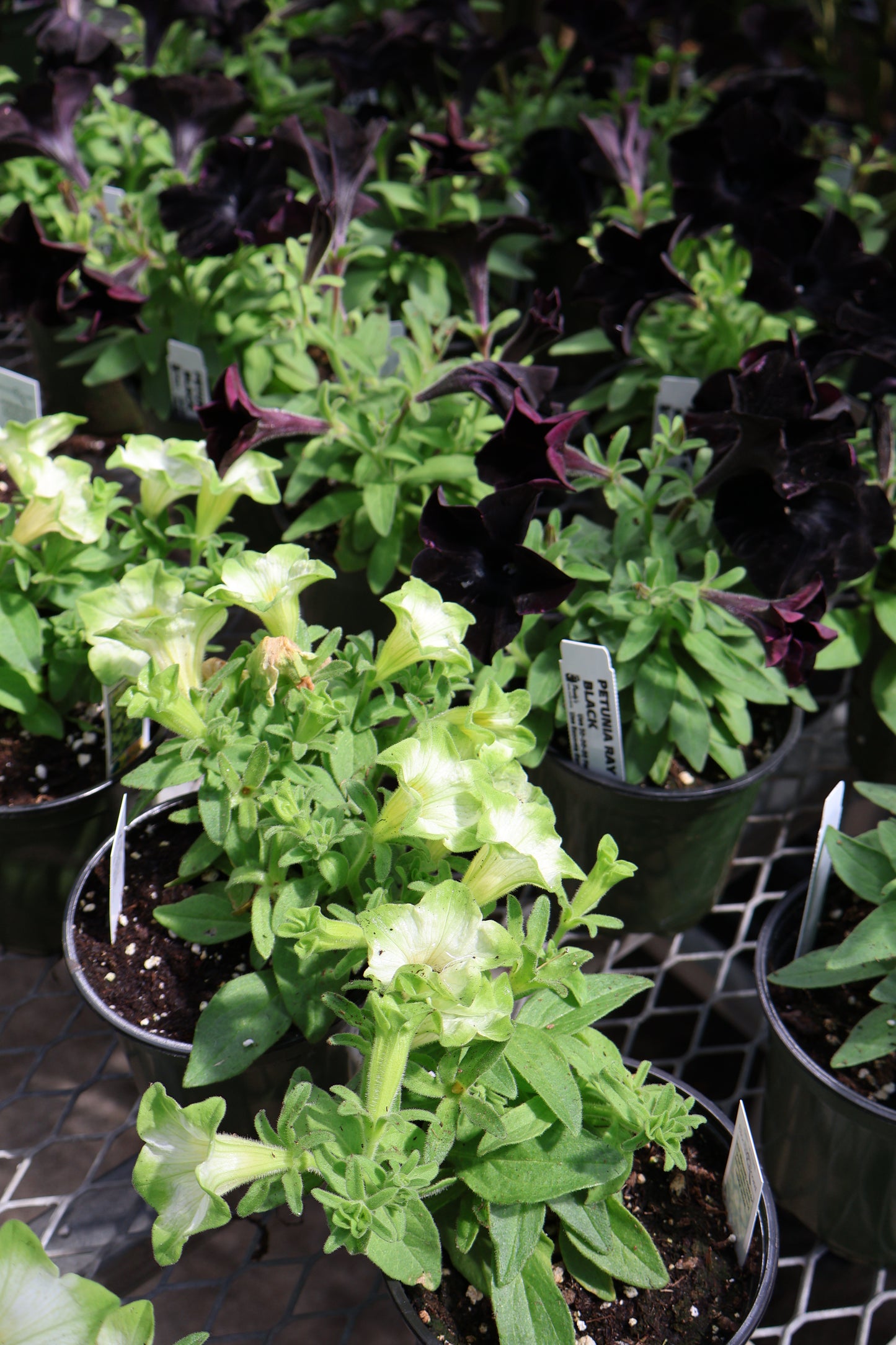 4.5" GREEN POT ANNUALS